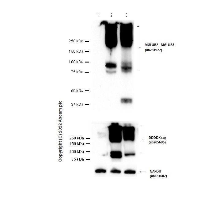 Western blot - Anti-Metabotropic Glutamate Receptor 2 + 3 / MGLUR2 + MGLUR3 antibody [EPR24635-155] (ab281922), expandable thumbnail