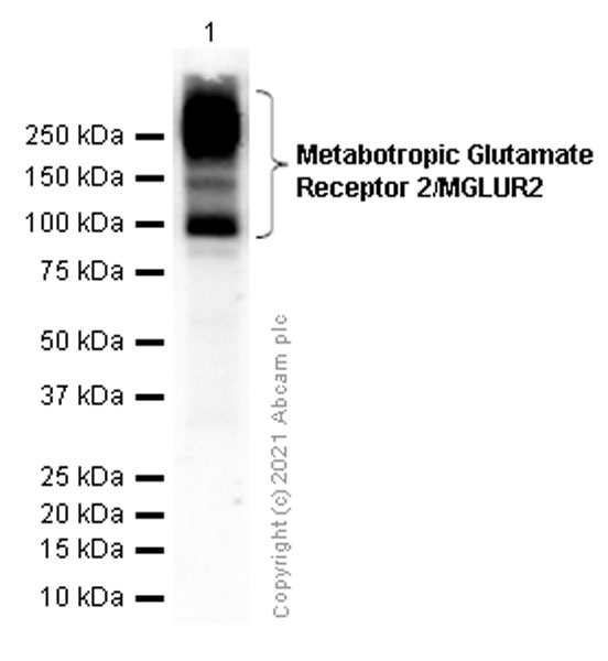 Anti-Metabotropic Glutamate Receptor 2 + 3 / MGLUR2 + MGLUR3 antibody [EPR8975]