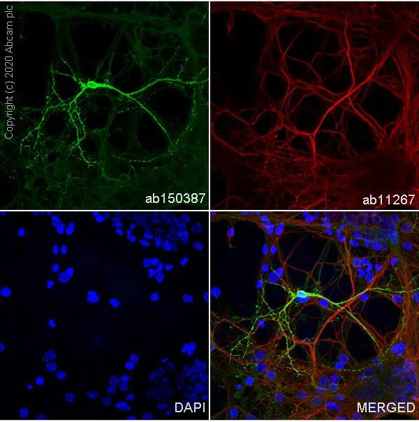 Immunocytochemistry/ Immunofluorescence - Anti-Metabotropic Glutamate Receptor 2 + 3 / MGLUR2 + MGLUR3 antibody [EPR8975] - BSA and Azide free (AB238432)