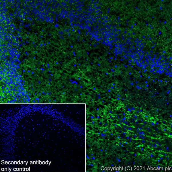 Immunohistochemistry (Frozen sections) - Anti-Metabotropic Glutamate Receptor 2+3/MGLUR2+MGLUR3 antibody [EPR24635-155] - BSA and Azide free (AB281942)