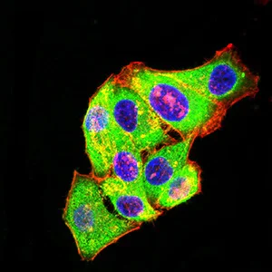 Immunocytochemistry/ Immunofluorescence - Anti-Metabotropic Glutamate Receptor 3/MGLUR3 antibody [7A5A6] (AB233637)