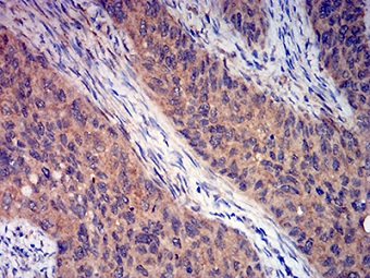 Immunohistochemistry (Formalin/PFA-fixed paraffin-embedded sections) - Anti-Metabotropic Glutamate Receptor 3/MGLUR3 antibody [7A5A6] (AB233637)