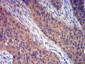 Immunohistochemistry (Formalin/PFA-fixed paraffin-embedded sections) - Anti-Metabotropic Glutamate Receptor 3/MGLUR3 antibody [7A5A6] (AB233637)