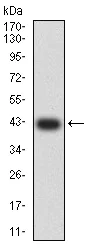 Western blot - Anti-Metabotropic Glutamate Receptor 3/MGLUR3 antibody [7A5A6] (AB233637)