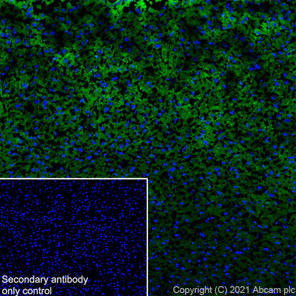 Immunohistochemistry (Frozen sections) - Anti-Metabotropic Glutamate Receptor 3/MGLUR3 antibody [EPR24635-17] (AB283572)