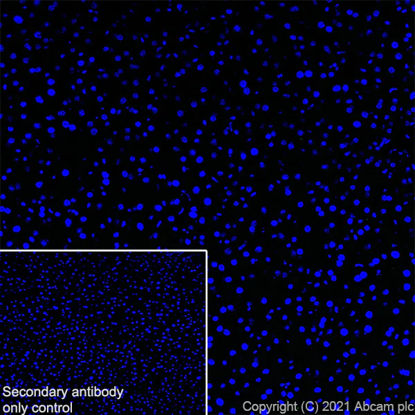 Immunohistochemistry (Frozen sections) - Anti-Metabotropic Glutamate Receptor 3/MGLUR3 antibody [EPR24635-17] (AB283572)