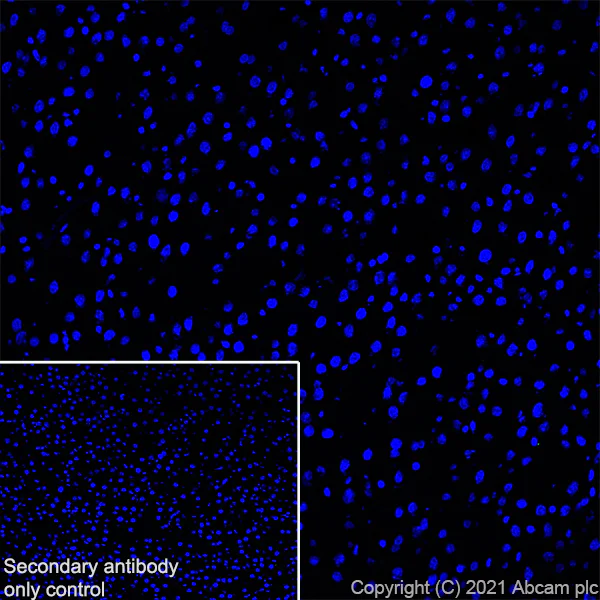 Immunohistochemistry (Frozen sections) - Anti-Metabotropic Glutamate Receptor 3/MGLUR3 antibody [EPR24635-17] (AB283572)