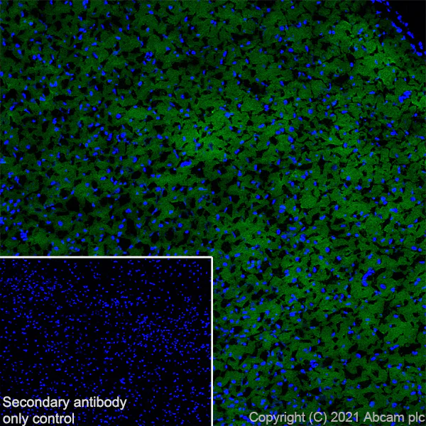 Immunohistochemistry (Frozen sections) - Anti-Metabotropic Glutamate Receptor 3/MGLUR3 antibody [EPR24635-17] (AB283572)
