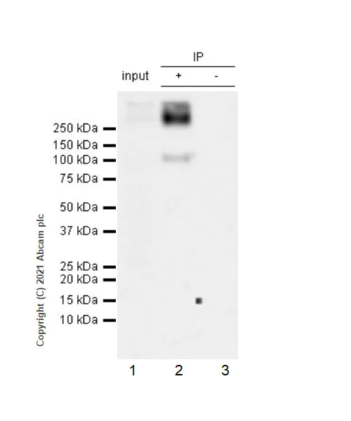 Immunoprecipitation - Anti-Metabotropic Glutamate Receptor 3/MGLUR3 antibody [EPR24635-17] (AB283572)