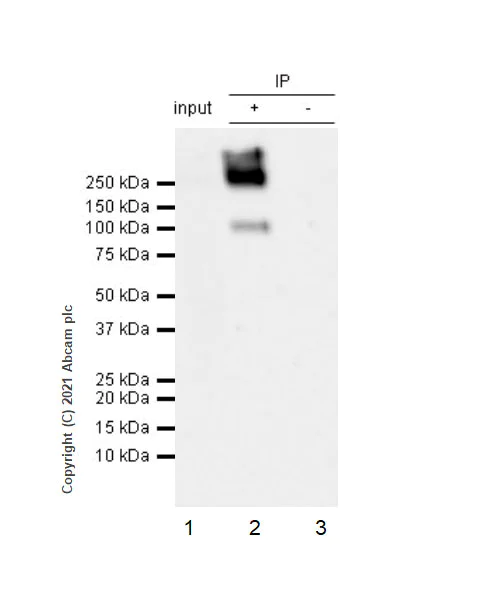 Immunoprecipitation - Anti-Metabotropic Glutamate Receptor 3/MGLUR3 antibody [EPR24635-17] (AB283572)