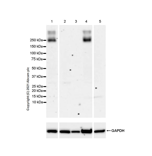 Western blot - Anti-Metabotropic Glutamate Receptor 3/MGLUR3 antibody [EPR24635-17] (AB283572)