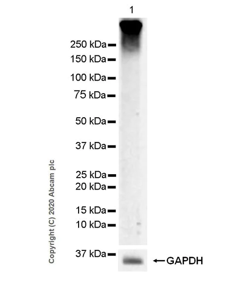 Western blot - Anti-Metabotropic Glutamate Receptor 3/MGLUR3 antibody [EPR9009(2)] (AB166608)