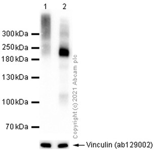 Western blot - Anti-Metabotropic Glutamate Receptor 3/MGLUR3 antibody [EPR9009(2)] (AB166608)