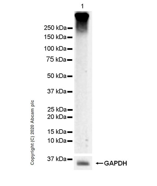 Western blot - Anti-Metabotropic Glutamate Receptor 3/MGLUR3 antibody [EPR9009(2)] - BSA and Azide free (AB249349), expandable thumbnail