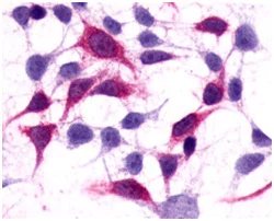 Immunocytochemistry/ Immunofluorescence - Anti-Metabotropic Glutamate Receptor 3/MGLUR3 antibody - N-terminal (AB188750)