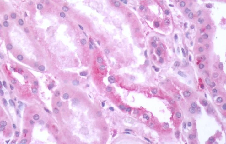 Immunohistochemistry (Formalin/PFA-fixed paraffin-embedded sections) - Anti-Metabotropic Glutamate Receptor 3/MGLUR3 antibody - N-terminal (AB188750)