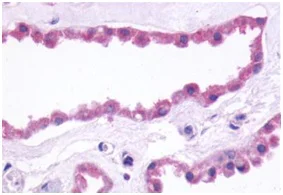 Immunohistochemistry (Formalin/PFA-fixed paraffin-embedded sections) - Anti-Metabotropic Glutamate Receptor 3/MGLUR3 antibody - N-terminal (AB188750)