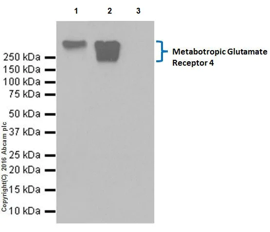 Immunoprecipitation - Anti-Metabotropic Glutamate Receptor 4/MGLUR4 antibody [EPR19280] (AB184302)