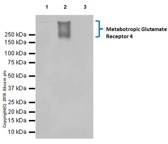 Immunoprecipitation - Anti-Metabotropic Glutamate Receptor 4/MGLUR4 antibody [EPR19280] (AB184302)
