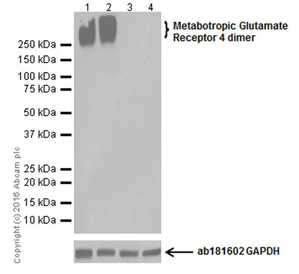 Western blot - Anti-Metabotropic Glutamate Receptor 4/MGLUR4 antibody [EPR19280] (AB184302)
