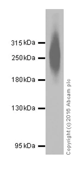 Western blot - Anti-Metabotropic Glutamate Receptor 4/MGLUR4 antibody [EPR19280] (AB184302)
