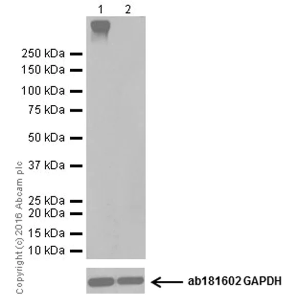 Western blot - Anti-Metabotropic Glutamate Receptor 4/MGLUR4 antibody [EPR19280] - BSA and Azide free (AB250743)