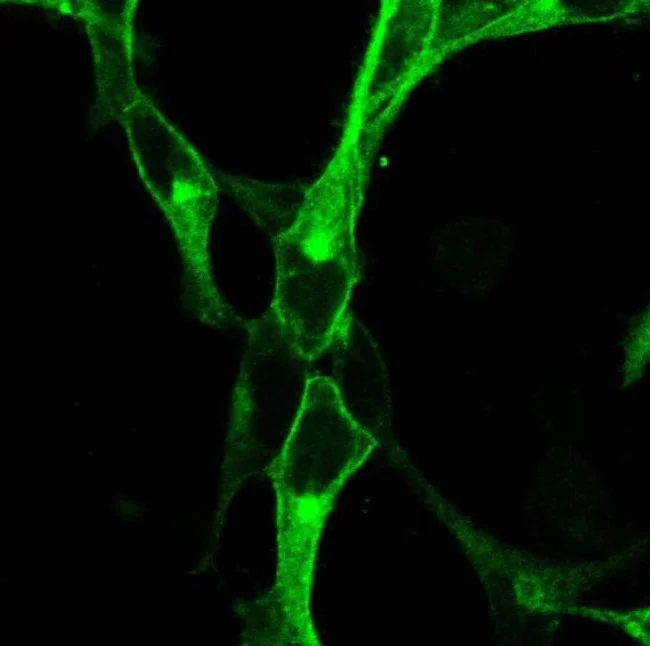 Immunocytochemistry/ Immunofluorescence - Anti-Metabotropic Glutamate Receptor 4/MGLUR4 Antibody [RP23040220] (AB313416)