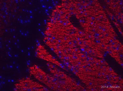 Immunohistochemistry (Frozen sections) - Anti-Metabotropic Glutamate Receptor 5 antibody [EPR2425Y] (AB76316)