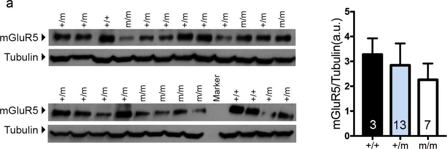 Western blot - Anti-Metabotropic Glutamate Receptor 5 antibody [EPR2425Y] (ab76316), expandable thumbnail