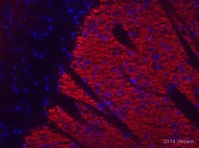 Immunohistochemistry (Frozen sections) - Anti-Metabotropic Glutamate Receptor 5 antibody [EPR2425Y] - BSA and Azide free (AB256589)