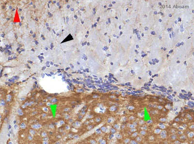 Immunohistochemistry (Formalin/PFA-fixed paraffin-embedded sections) - Anti-Metabotropic Glutamate Receptor 5 antibody [EPR2425Y] - Low endotoxin, Azide free (AB219374)