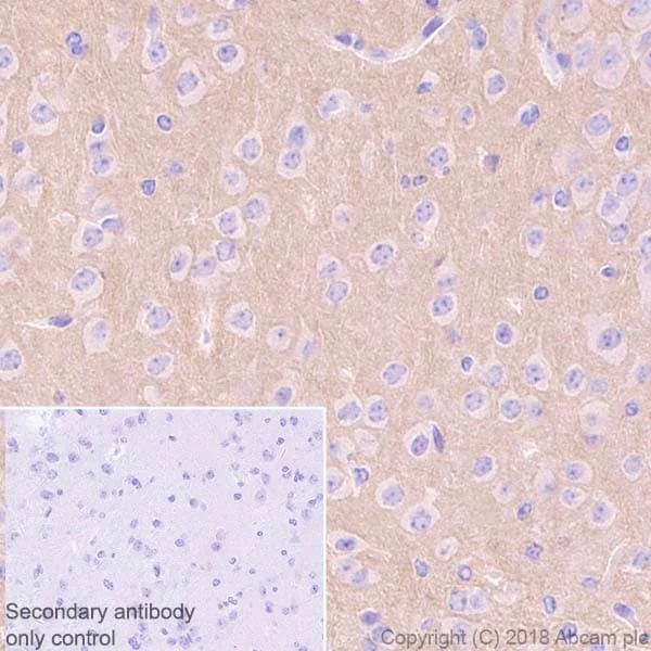 Immunohistochemistry (Formalin/PFA-fixed paraffin-embedded sections) - Anti-Metabotropic Glutamate Receptor 5 antibody [EPR2425Y] - Low endotoxin, Azide free (AB219374)