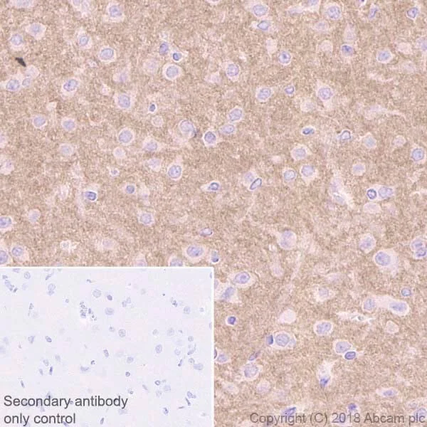 Immunohistochemistry (Formalin/PFA-fixed paraffin-embedded sections) - Anti-Metabotropic Glutamate Receptor 5 antibody [EPR2425Y] - Low endotoxin, Azide free (AB219374)