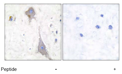 Immunohistochemistry (Formalin/PFA-fixed paraffin-embedded sections) - Anti-Metabotropic Glutamate Receptor 7/MGLUR7 antibody (AB53705), expandable thumbnail
