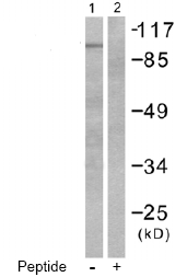 Western blot - Anti-Metabotropic Glutamate Receptor 7/MGLUR7 antibody (AB53705), expandable thumbnail