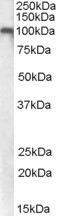 Western blot - Anti-Metabotropic Glutamate Receptor 7/MGLUR7 antibody (AB85343)