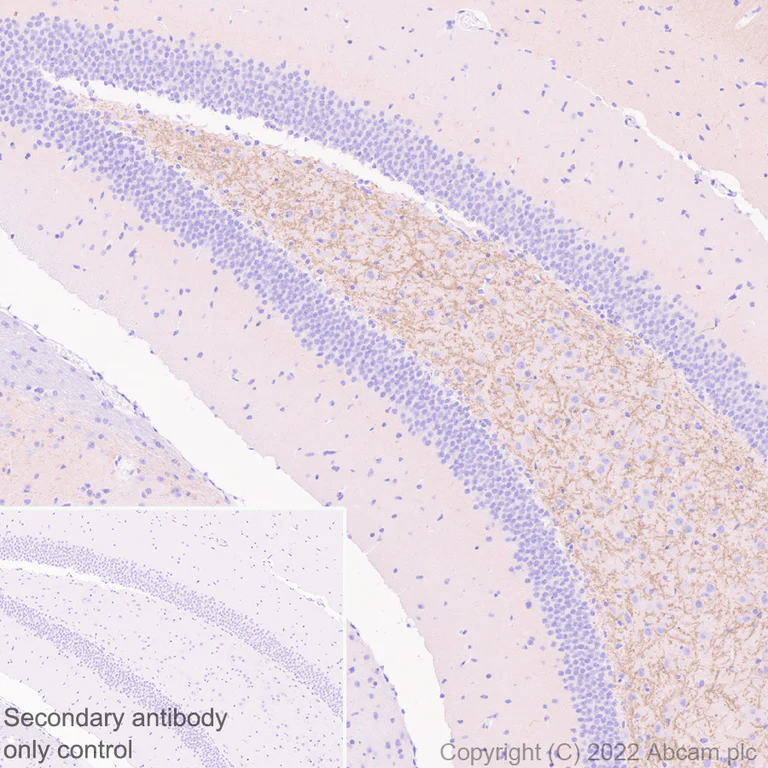 Immunohistochemistry (Formalin/PFA-fixed paraffin-embedded sections) - Anti-Metabotropic Glutamate Receptor 7/MGLUR7 antibody [EPR24530-11] (AB302530)