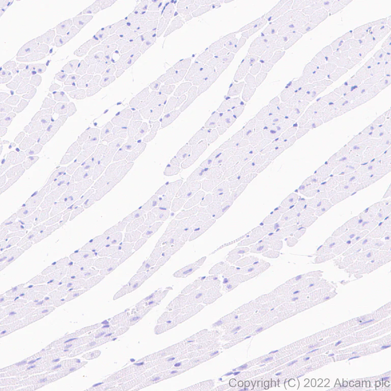 Immunohistochemistry (Formalin/PFA-fixed paraffin-embedded sections) - Anti-Metabotropic Glutamate Receptor 7/MGLUR7 antibody [EPR24530-11] (AB302530)