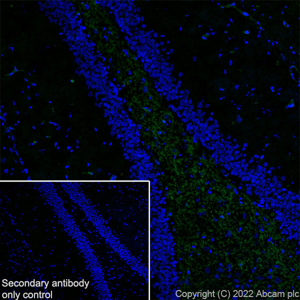 Immunohistochemistry (Frozen sections) - Anti-Metabotropic Glutamate Receptor 7/MGLUR7 antibody [EPR24530-11] (AB302530), expandable thumbnail