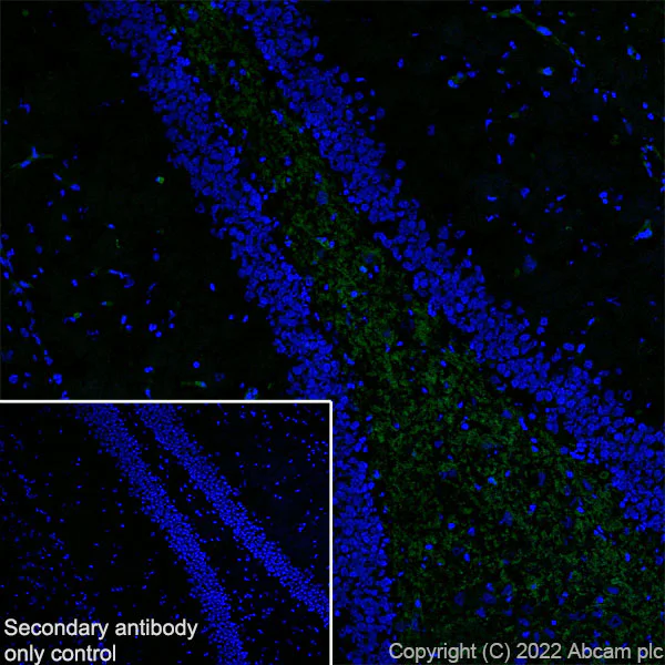 Immunohistochemistry (Frozen sections) - Anti-Metabotropic Glutamate Receptor 7/MGLUR7 antibody [EPR24530-11] (AB302530)