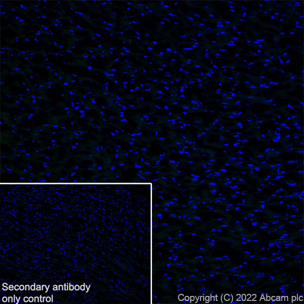 Immunohistochemistry (Frozen sections) - Anti-Metabotropic Glutamate Receptor 7/MGLUR7 antibody [EPR24530-11] (AB302530), expandable thumbnail