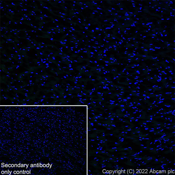 Immunohistochemistry (Frozen sections) - Anti-Metabotropic Glutamate Receptor 7/MGLUR7 antibody [EPR24530-11] (AB302530)