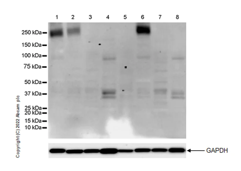 Western blot - Anti-Metabotropic Glutamate Receptor 7/MGLUR7 antibody [EPR24530-11] (AB302530)
