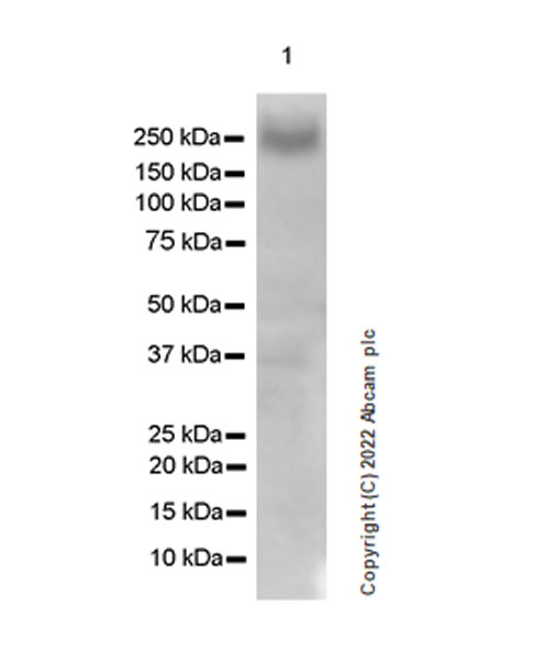 Western blot - Anti-Metabotropic Glutamate Receptor 7/MGLUR7 antibody [EPR24530-11] (AB302530), expandable thumbnail