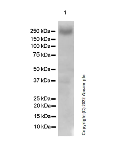 Western blot - Anti-Metabotropic Glutamate Receptor 7/MGLUR7 antibody [EPR24530-11] (AB302530)