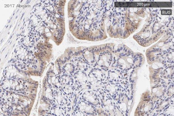 Immunohistochemistry (Formalin/PFA-fixed paraffin-embedded sections) - Anti-Metallothionein antibody (AB192385)