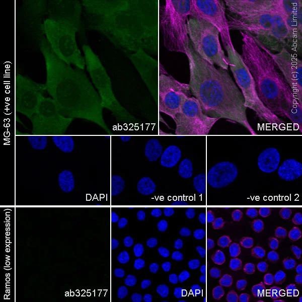 Immunocytochemistry/ Immunofluorescence - Anti-Metallothionein antibody [EPR29104-22] - BSA and Azide free (AB325189)