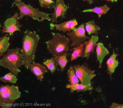 Immunocytochemistry/ Immunofluorescence - Anti-Metallothionein antibody [UC1MT] (AB12228)