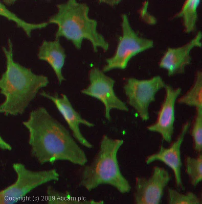Immunocytochemistry/ Immunofluorescence - Anti-Metallothionein antibody [UC1MT] (AB12228)