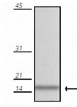 Western blot - Anti-Metallothionein antibody [UC1MT] (AB12228)